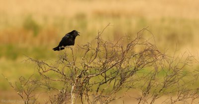 Zwarte Kraai    -    Carrion Crow