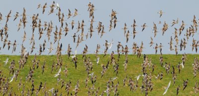 Rosse Grutto - Limosa lapponica  - Bar-tailed Godwit