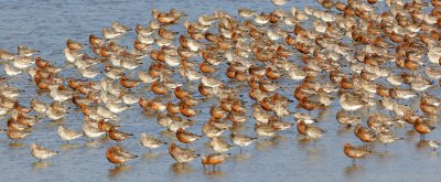 Rosse Grutto    -    Bar-tailed Godwit