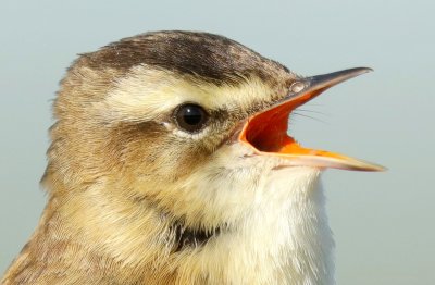 Rietzanger - Marsh Warbler