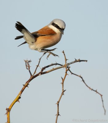 Grauwe Klauwier - Lanius collurio - Red-backed Shrike