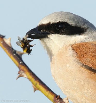 Grauwe Klauwier - Lanius collurio - Red-backed Shrike