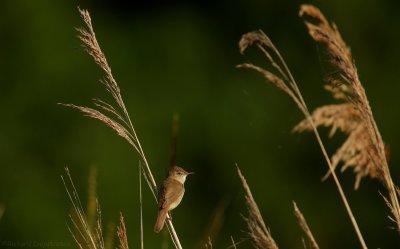 Struikrietzanger - Acrocephalus dumetorum - Blyth's Reed Warbler