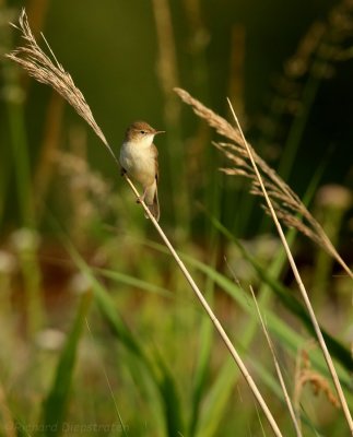 Struikrietzanger - Acrocephalus dumetorum - Blyth's Reed Warbler