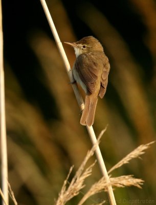 Struikrietzanger - Acrocephalus dumetorum - Blyth's Reed Warbler