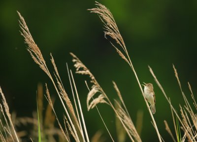 Struikrietzanger - Acrocephalus dumetorum - Blyth's Reed Warbler