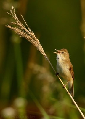 Struikrietzanger - Blyth's Reed Warbler