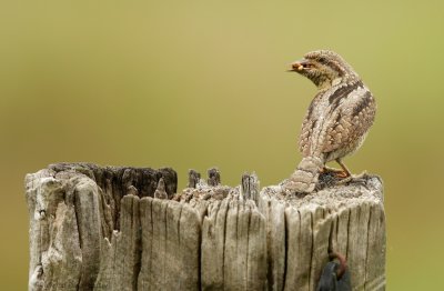 Draaihals - Jynx torquilla - Wryneck