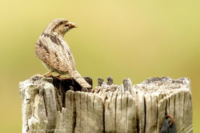 Draaihals - Jynx torquilla - Wryneck