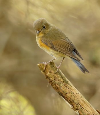 Blauwstaart - Tarsiger cyanurus - Red-flanked Bluetail