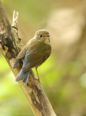 Blauwstaart - Red-flanked Bluetail