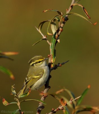 Pallas' Boszanger - Pallas's Leaf Warbler