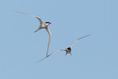 Noordse Stern - Sterna paradisaea - Arctic Tern