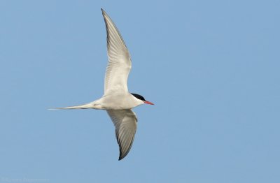 Noordse Stern - Sterna paradisaea - Arctic Tern