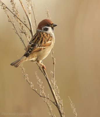 Ringmus - Passer montanus - Tree Sparrow