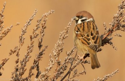 Ringmus    -    Tree Sparrow