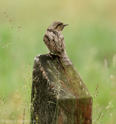 Draaihals - Jynx torquilla - Wryneck