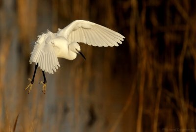 Kleine Zilverreiger - Little Egret 