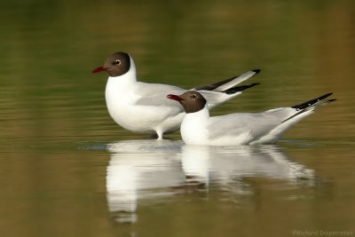 Kokmeeuw    -    Black-headed Gull