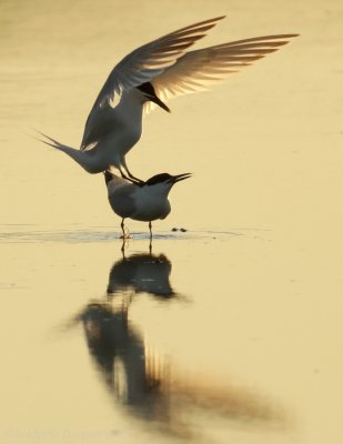 g12/66/725466/3/171453059.jjs8WL4A.jpg