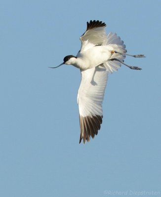 Kluut - Recurvirostra avosetta - Avocet