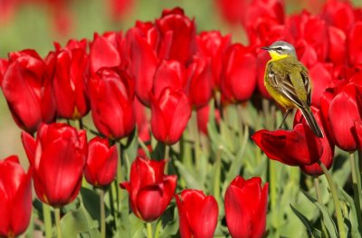 Gele kwikstaart  - Motacilla flava - Blue-headed Wagtail