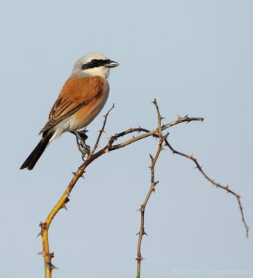 Grauwe Klauwier - Red-backed Shrike