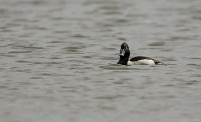 Ringsnaveleend - Aythya collaris - Ring-necked Duck