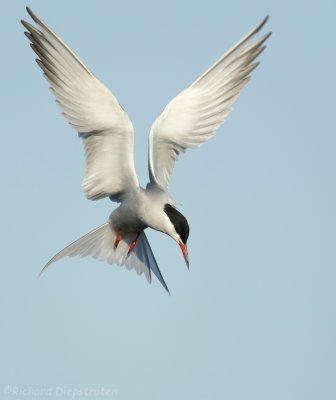 Visdiefje    -    Common Tern