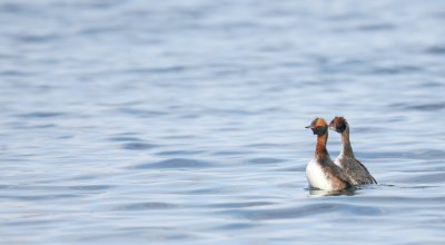 Kuifduiker - Podiceps auritus - Slavonian Grebe