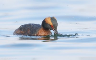 Kuifduiker - Podiceps auritus - Slavonian Grebe