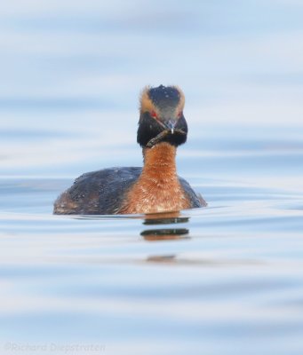 Kuifduiker - Podiceps auritus - Slavonian Grebe