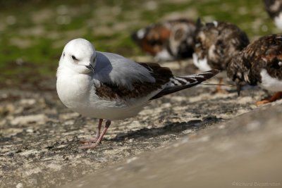 Ross' Meeuw - Rhodostethia rosea - Ross's Gull