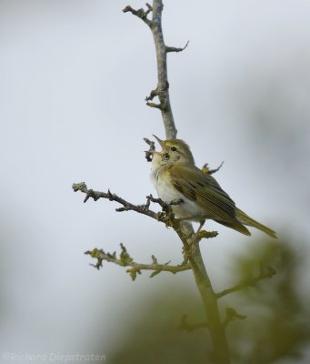 Bergfluiter - Phylloscopus bonelli - Western Bonelli's Warbler
