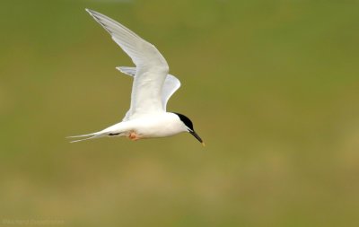 Grote Stern - Sandwich Tern