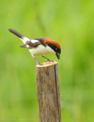 Roodkopklauwier - Lanius senator - Woodchat Shrike 