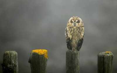 Velduil - Asio flammeus - Short-eared Owl 