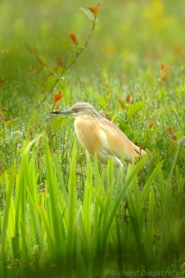 Ralreiger - Ardeola ralloides - Squacco Heron 