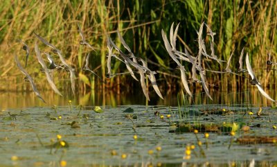 Zwarte Stern - Chlidonias niger - Black Tern