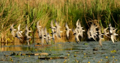 Zwarte Stern - Chlidonias niger - Black Tern