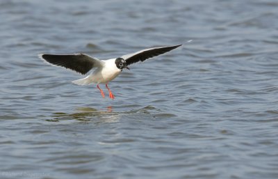 Dwergmeeuw - Little Gull