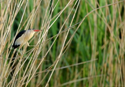 Woudaap - Little Bittern