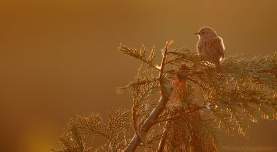 Heggemus - Prunella modularis - Dunnock