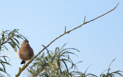 Provenaalse Grasmus - Curruca undata dartfordiensis - Atlantic Dartford Warbler