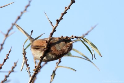 Provenaalse Grasmus - Curruca undata dartfordiensis - Atlantic Dartford Warbler
