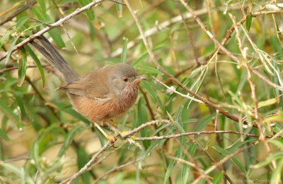 Provenaalse Grasmus - Curruca undata dartfordiensis - Atlantic Dartford Warbler