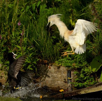 Ralreiger - Ardeola ralloides - Squacco Heron 