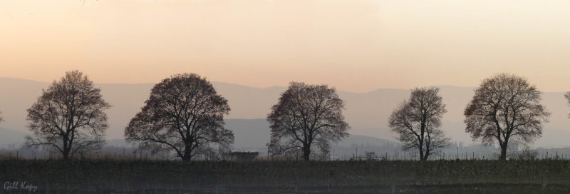 Evening_Trees