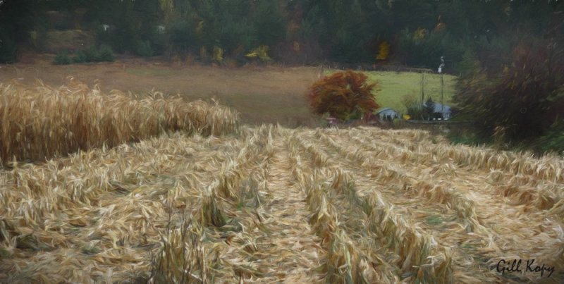 Corn_Harvesting.jpg