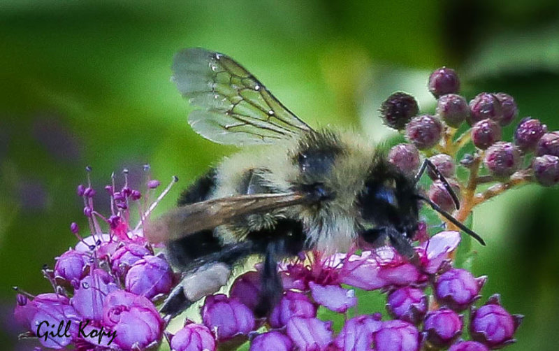Busy Bumble